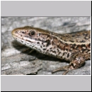 Zootoca vivipara - Waldeidechse 13.jpg